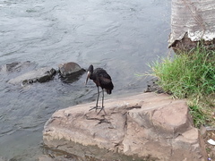 Anastomus lamelligerus