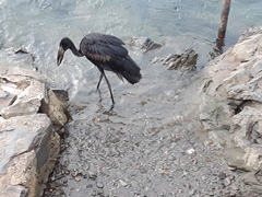 Anastomus lamelligerus