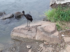 Anastomus lamelligerus