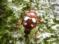 Calligrapha suffriani
