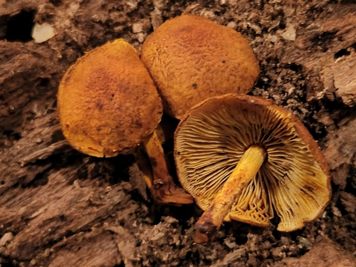 Agaricineae