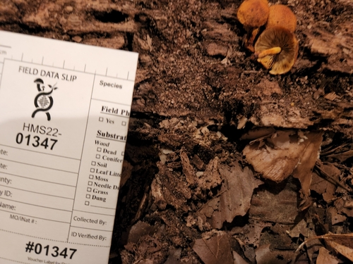 Agaricineae (Photo 2 of 4)