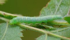 Semioscopis steinkellneriana