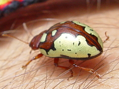 Calligrapha suffriani