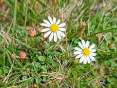 Bellium bellidioides