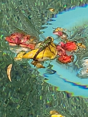 Anax junius