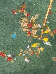 Anax junius