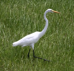 Ardea alba