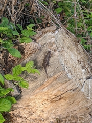 Sceloporus occidentalis