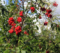 Sambucus sibirica