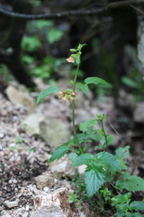 Scrophularia trifoliata