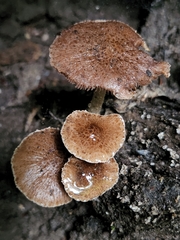 Cystoagaricus