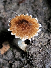 Cystoagaricus