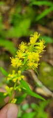 Solidago curtisii curtisii