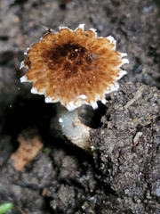 Cystoagaricus