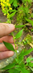 Solidago curtisii curtisii