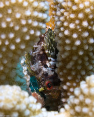 Dendrochirus barberi