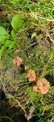 Laccaria ohiensis
