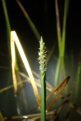 Eleocharis acutangula