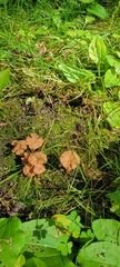 Laccaria ohiensis