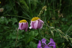 Tanacetum coccineum