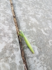 Mantis religiosa