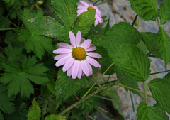 Tanacetum coccineum