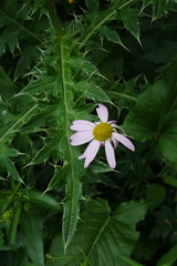 Tanacetum coccineum