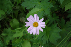 Tanacetum coccineum