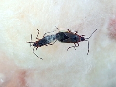 Heteroptera