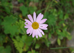 Tanacetum coccineum