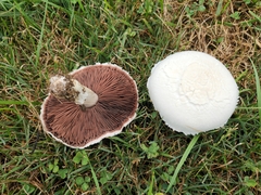 Agaricus braendlei