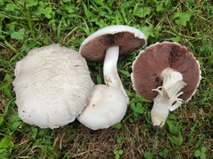 Agaricus braendlei