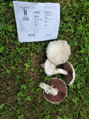Agaricus braendlei