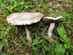 Agaricus braendlei
