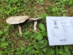 Agaricus braendlei