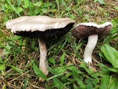 Agaricus braendlei