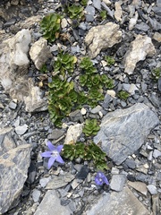 Campanula cenisia