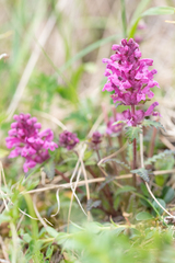 Pedicularis verticillata