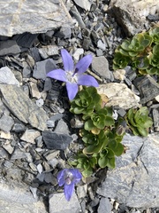 Campanula cenisia