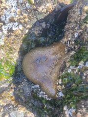 Anthopleura xanthogrammica