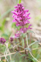 Pedicularis verticillata