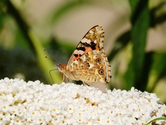 Vanessa cardui