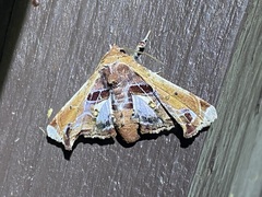 Eutelia pulcherrimus