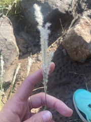 Digitaria californica