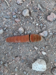 Papilio multicaudata