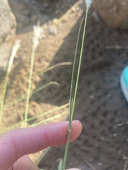 Digitaria californica