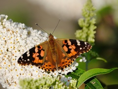 Vanessa cardui