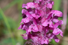 Pedicularis verticillata