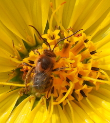 Melissodes comptoides